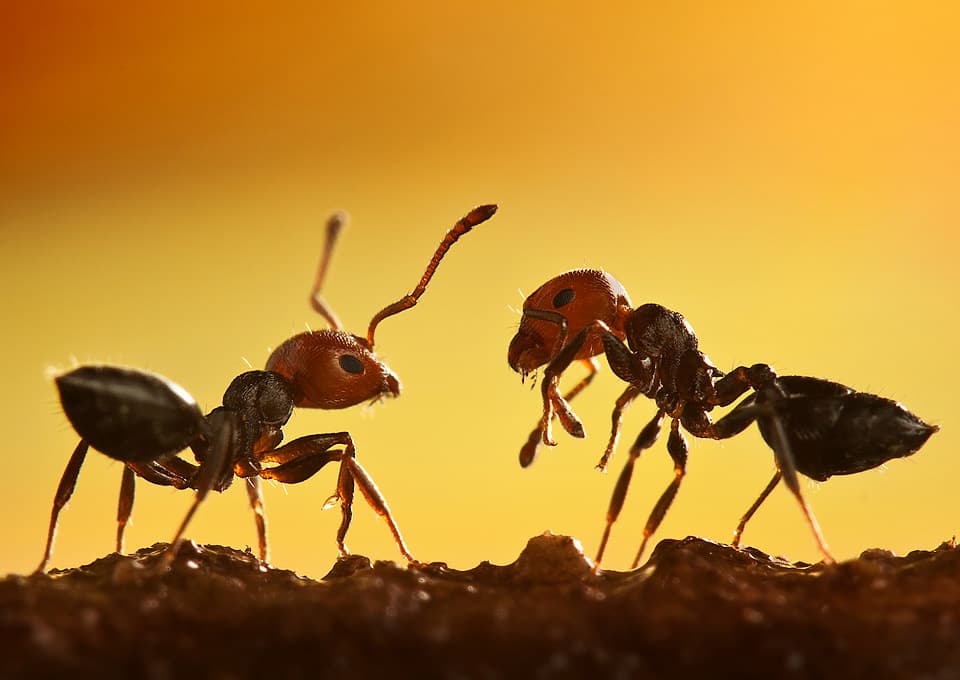 Ant Control — EcoBug