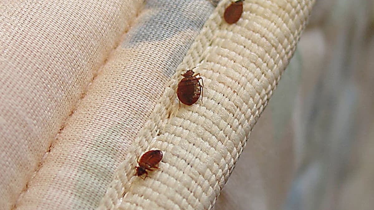 Bed Bugs Control — EcoBug