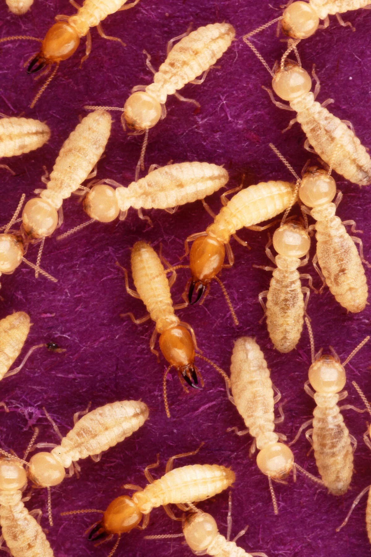 Termite Control — EcoBug