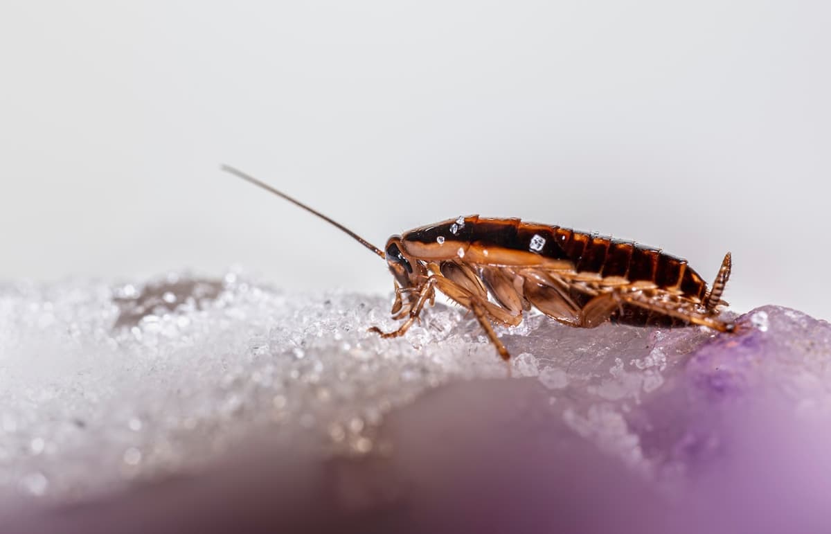 Cockroach Control — EcoBug