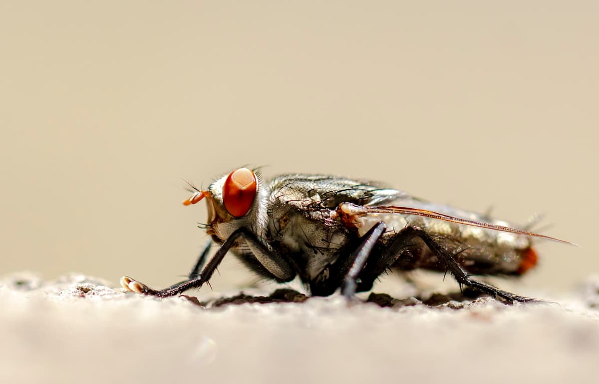 Flies Control — EcoBug