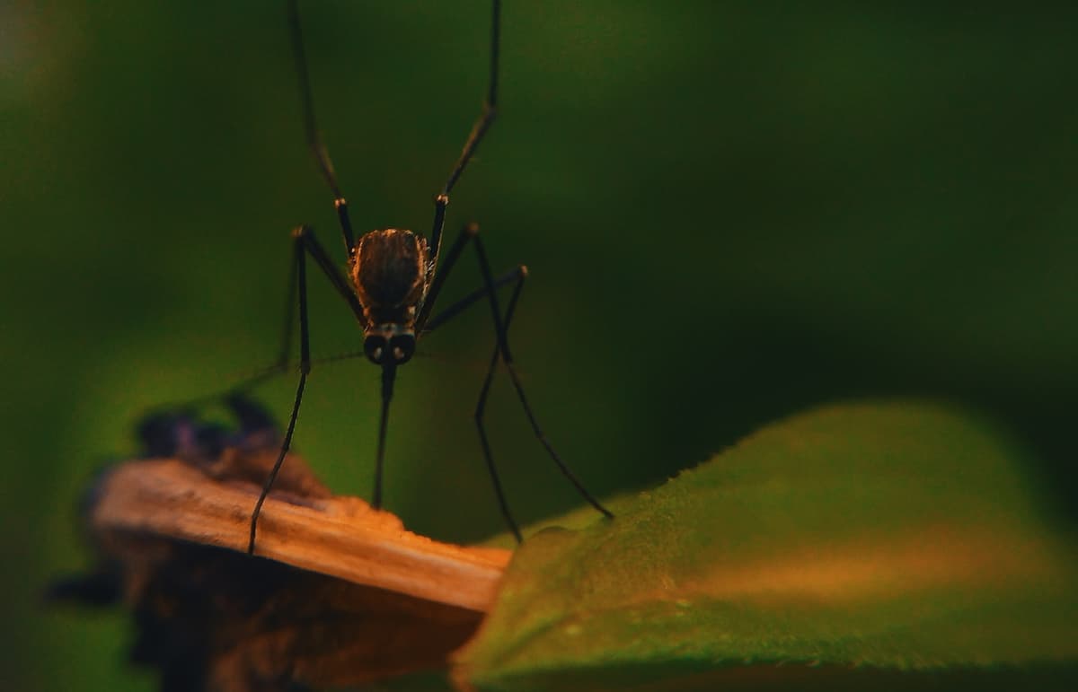 Mosquito Control — EcoBug
