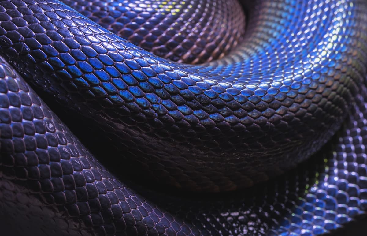 Snake Control — EcoBug